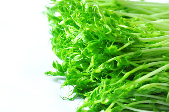 豆芽菜