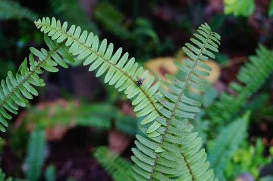 蕨類植物