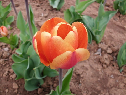 紅色鑲金邊郁金香