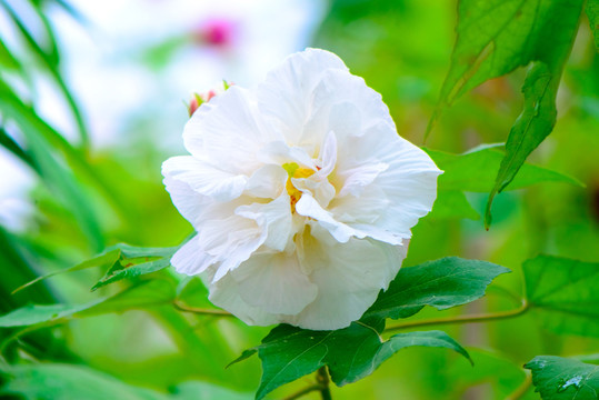 芙蓉花