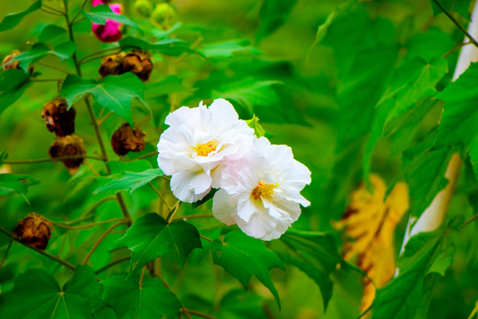 綠葉芙蓉花