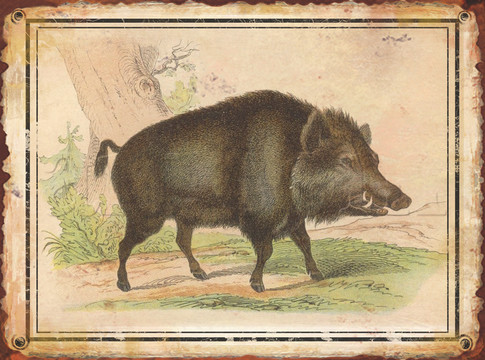 歐美復古 野生動物 無框畫