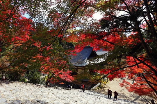 京都神護(hù)寺階梯楓葉