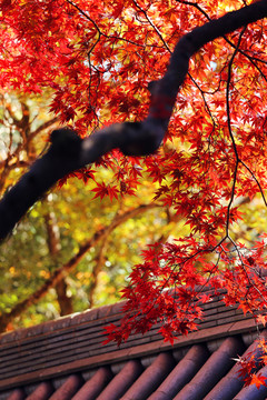 屋檐上的紅楓
