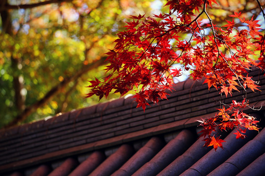 京都寺院紅楓
