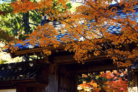 京都西明寺寺門楓葉