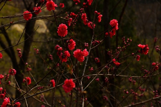 櫻花 紅色櫻花