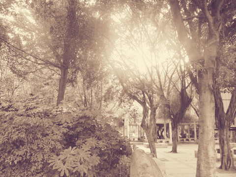 日光樹木背景