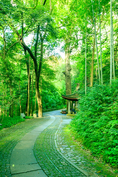竹林小路