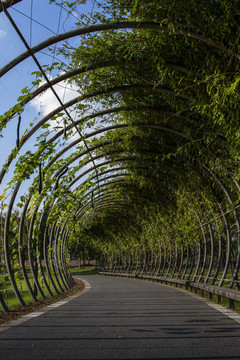 綠色植物通道
