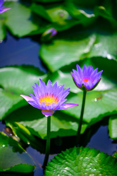 藍(lán)蓮花