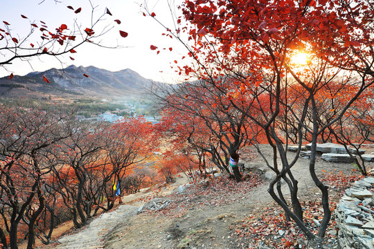 紅葉山日出