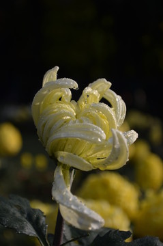 菊花
