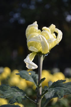 菊花