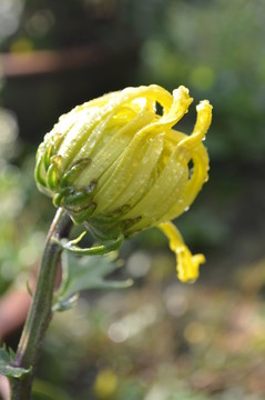 菊花
