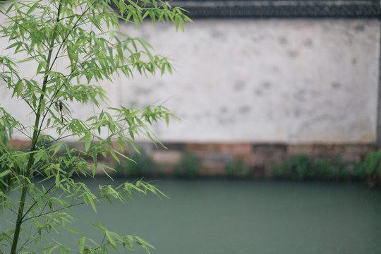 庭院