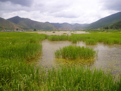 走婚橋水草