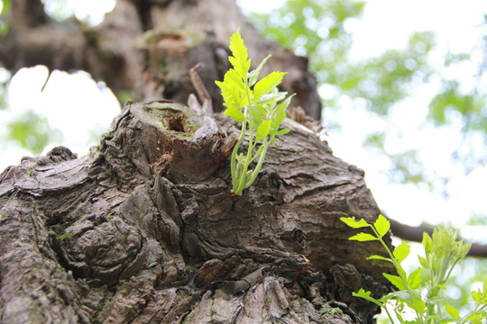發(fā)芽 樹牙