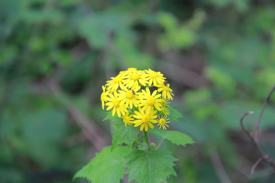 黃花 密封