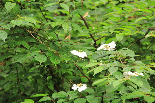 山花 樹(shù)林
