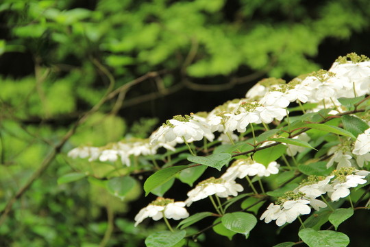 山花