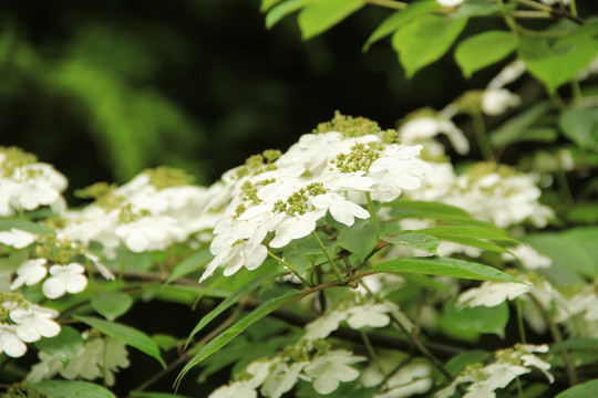 山花