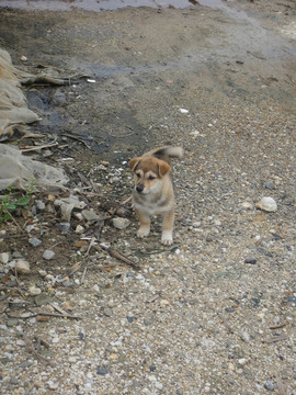 狗