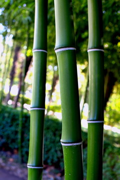 竹子 竹林 毛竹