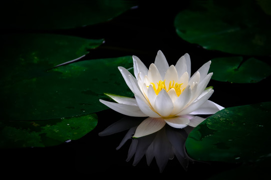 蓮花