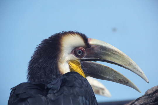 犀鳥