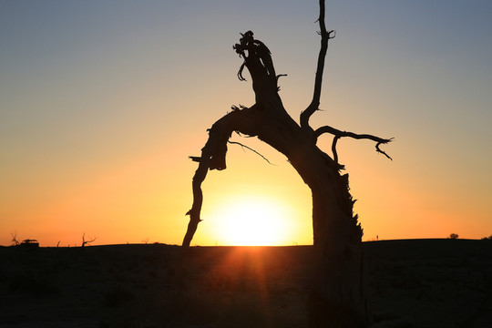 怪樹夕照