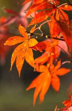 紅葉