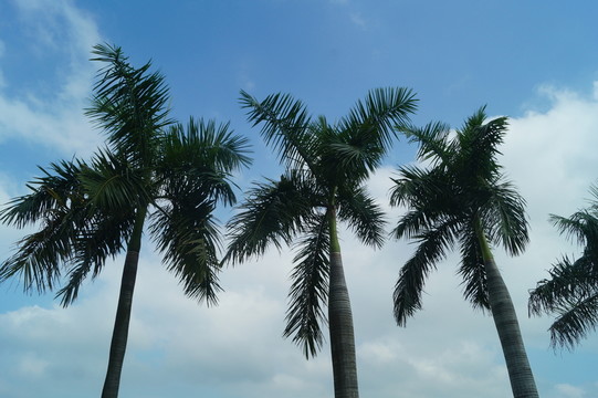 椰子樹(shù)