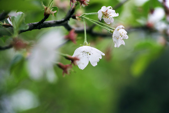 梨花