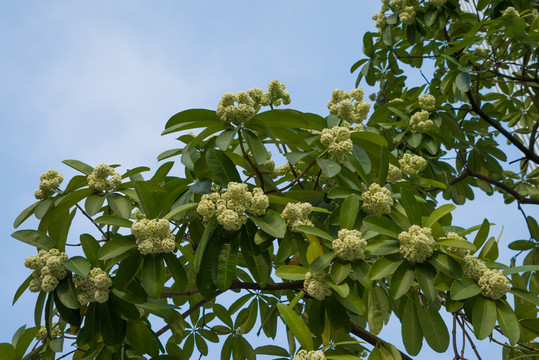 糖膠樹(shù)花