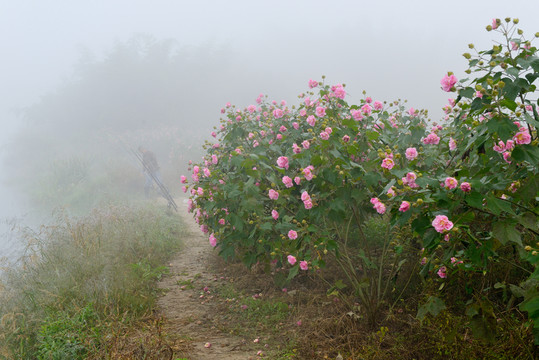 芙蓉花