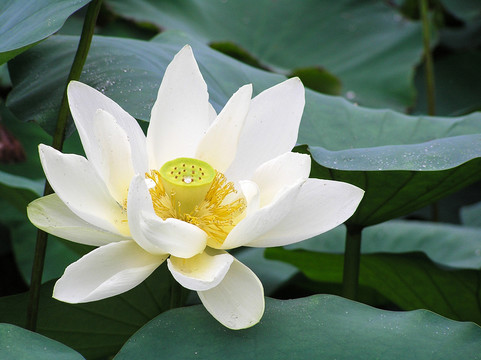 蓮花 盛開