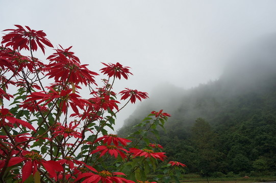 紅葉