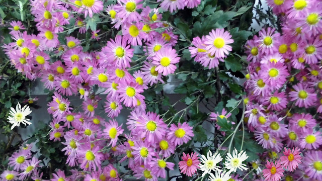 菊花