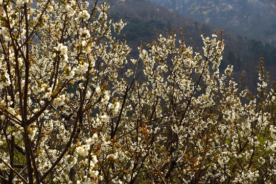 泰山風(fēng)光 泰山桃花峪春色