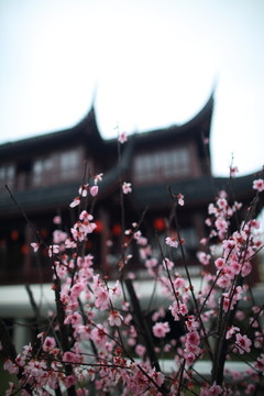梅花