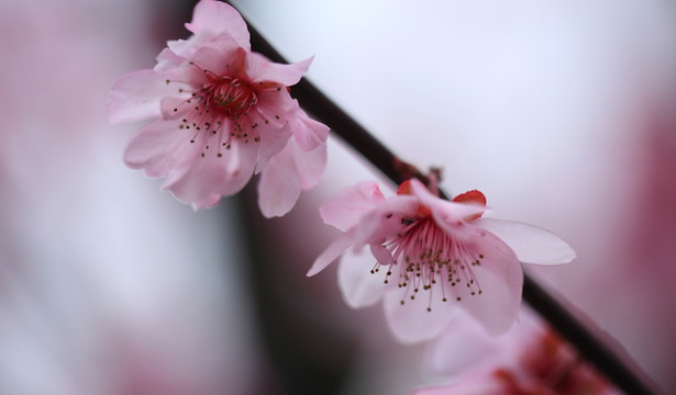 梅花