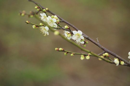 梅花