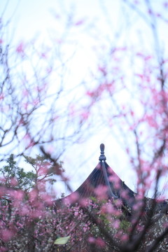 梅花