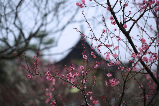 梅花