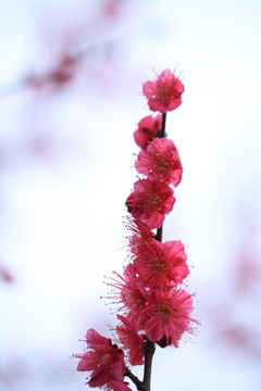 梅花