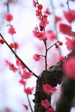 梅花