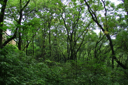 樹林