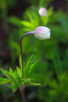 二歧銀蓮花花蕾