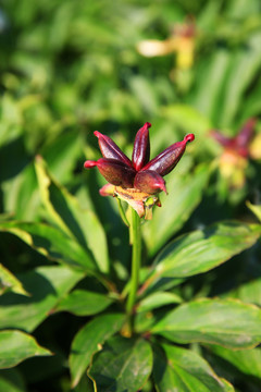 芍藥花果實